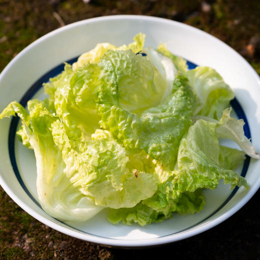 红帆生菜 Red Sails 商品图3