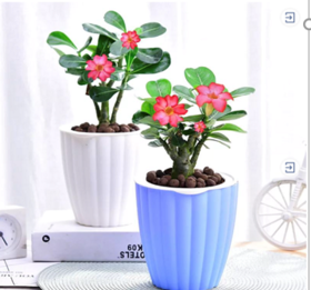 哇哈哈倾听测hi购买