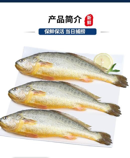 琅琊本地新鲜深海黄花鱼1斤±100克/条 商品图1