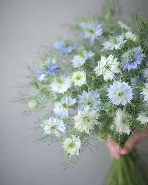 草花 预售 dxf 黑种草 挑色 白色,蓝色可选