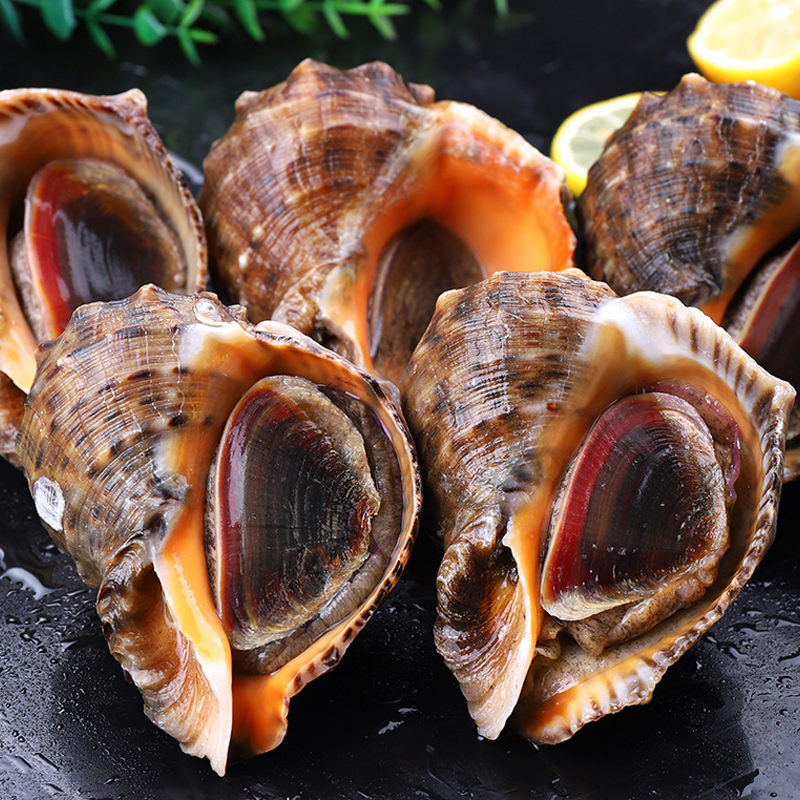 新鲜鲜活海螺1斤/份