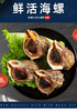 新鲜鲜活海螺1斤/份 商品缩略图2