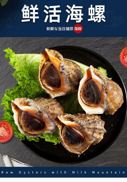 新鲜鲜活海螺1斤/份 商品图2