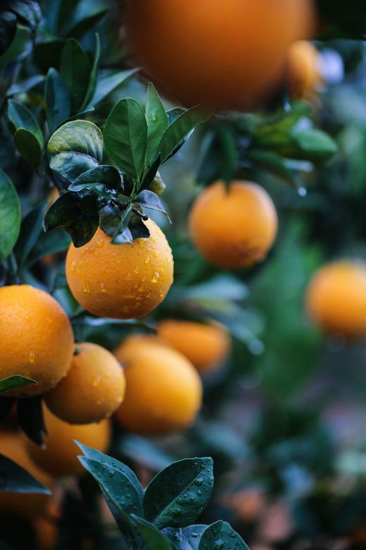 赣南脐橙 给你一口自然橙长的甜 精品礼盒装 商品图0