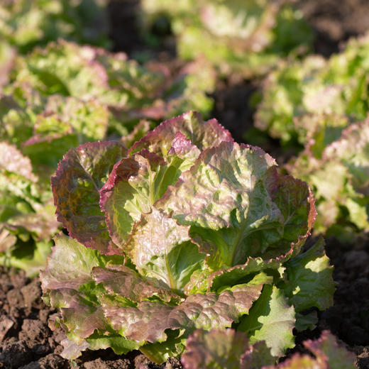 红帆生菜 Red Sails 商品图1