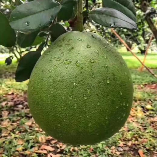 泰国安帕瓦蜜柚