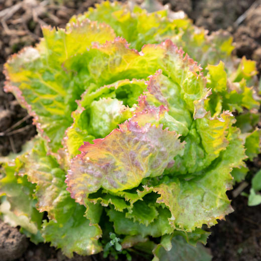 红帆生菜 Red Sails 商品图0