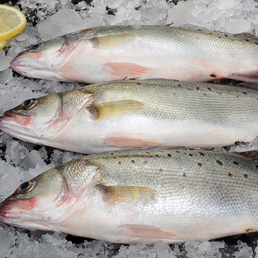 琅琊本地新鲜深海鲈鱼1斤±100克/条 商品图1