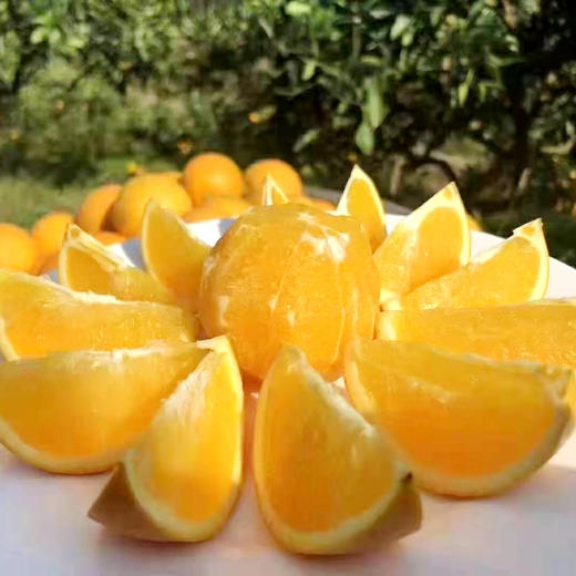 黔阳冰糖柑（10斤中果） 商品图0