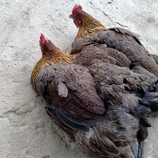 匀东 | 东冲散养土鸡 （土公鸡、土母鸡）现杀白条鸡 【厂家配送 下单后请先联系商家13339645410 每周二，四，六送货】 商品图2