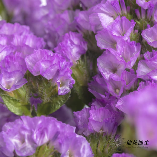 配花 | 勿忘我浅紫色 商品图1