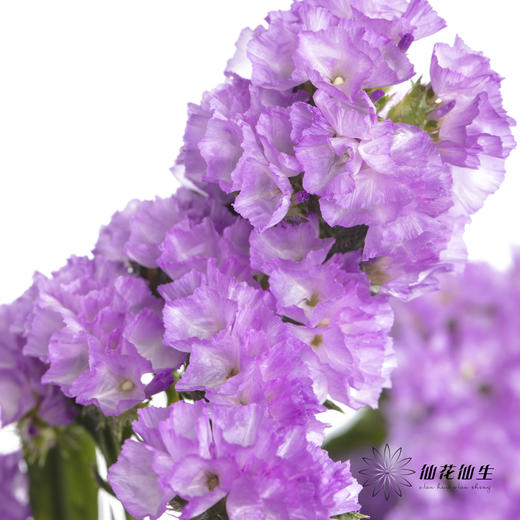 配花 | 勿忘我浅紫色 商品图3