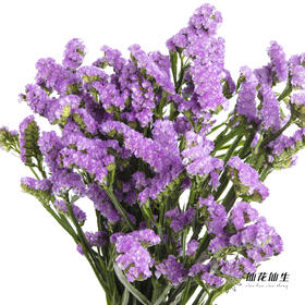 配花 | 勿忘我浅紫色