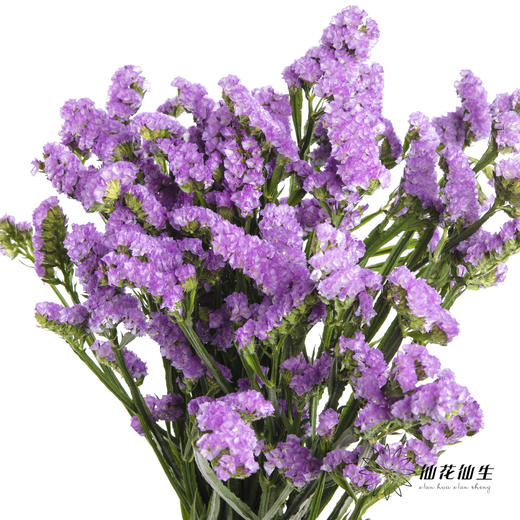 配花 | 勿忘我浅紫色 商品图0