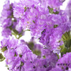 配花 | 勿忘我浅紫色 商品缩略图4