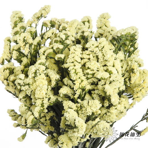 配花 | 勿忘我黄色 商品图0