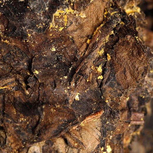 金花白茶 2015年寿眉 福鼎白茶 40g/罐 商品图1