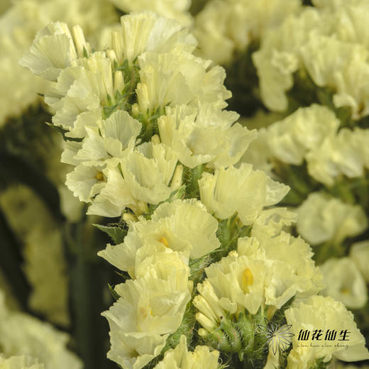 配花 | 勿忘我黄色 商品图4