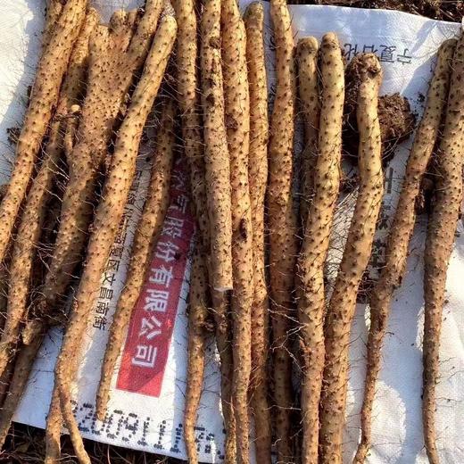 正宗河南焦作温县垆土铁棍山药（又名怀山药） 商品图0