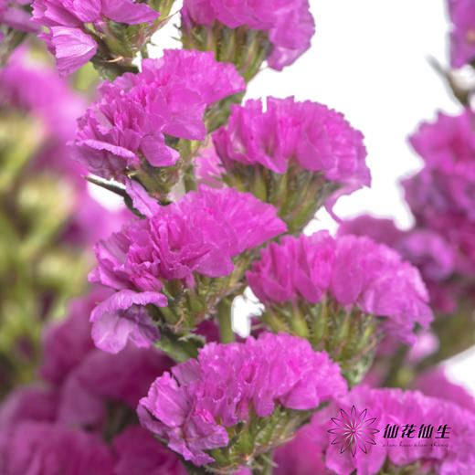 配花 | 勿忘我玫红 商品图4