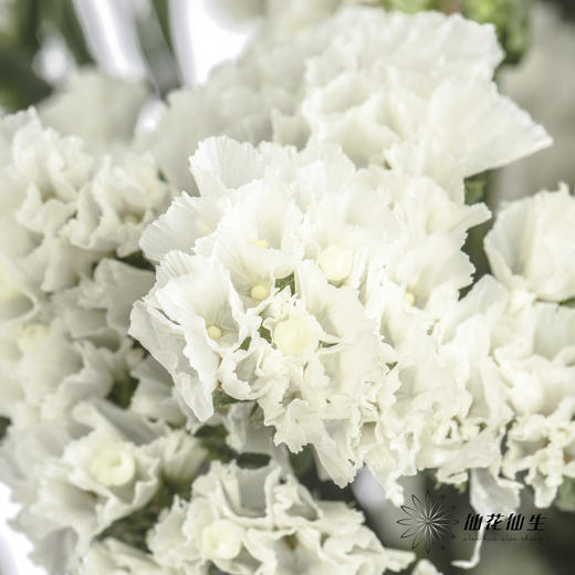 配花 | 勿忘我白色 商品图3