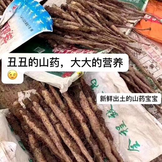 正宗河南焦作温县垆土铁棍山药（又名怀山药） 商品图1