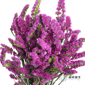 配花 | 勿忘我玫红