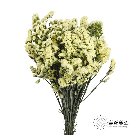 配花 | 勿忘我黄色 商品图1