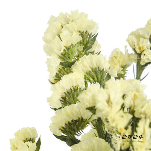 配花 | 勿忘我黄色 商品图3