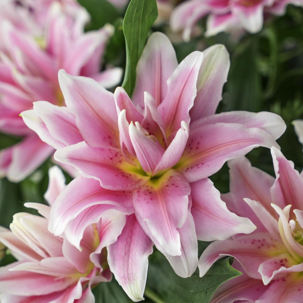 重瓣百合〔娜塔莉亚〕多头/花苞【2支一共8头】