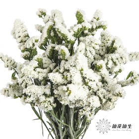 配花 | 勿忘我白色