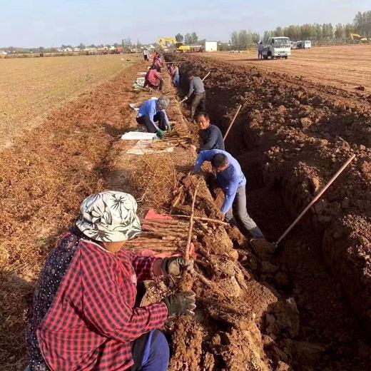 正宗河南焦作温县垆土铁棍山药（又名怀山药） 商品图3