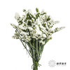 配花 | 勿忘我白色 商品缩略图1