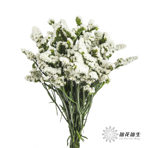 配花 | 勿忘我白色 商品图1