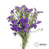 配花 | 勿忘我深紫色 商品缩略图6