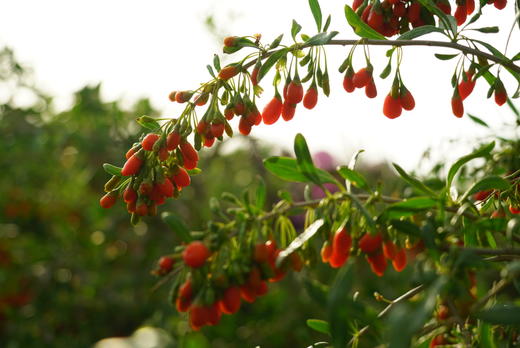 【中宁枸杞贡果•宁夏】袋装贡果枸杞250g 原产枸杞 泡茶煲汤即食 商品图3