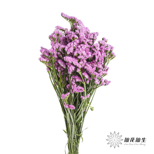 配花 | 勿忘我粉色 商品图6