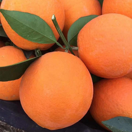 【云燕优品】泸州古蔺马蹄甜橙当季孕妇新鲜水果多肉纽荷尔脐橙现摘现