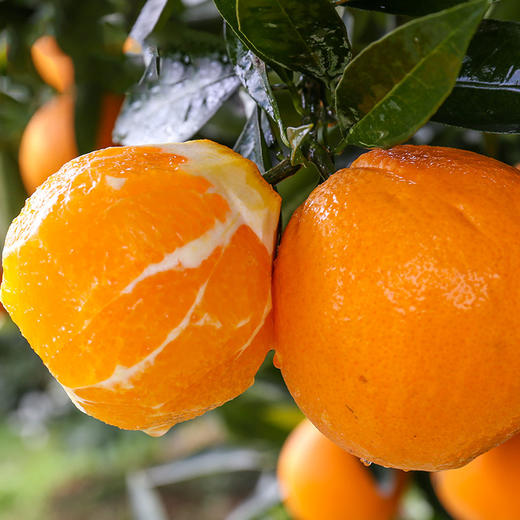 【云燕优品】泸州古蔺马蹄甜橙当季孕妇新鲜水果多肉纽荷尔脐橙现摘现