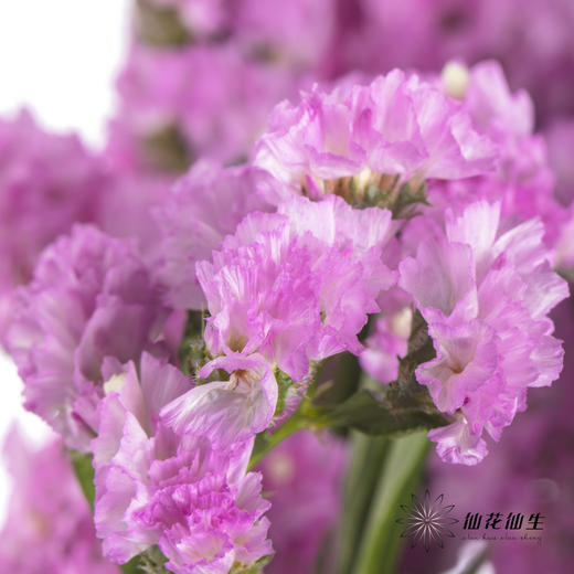 配花 | 勿忘我粉色 商品图4