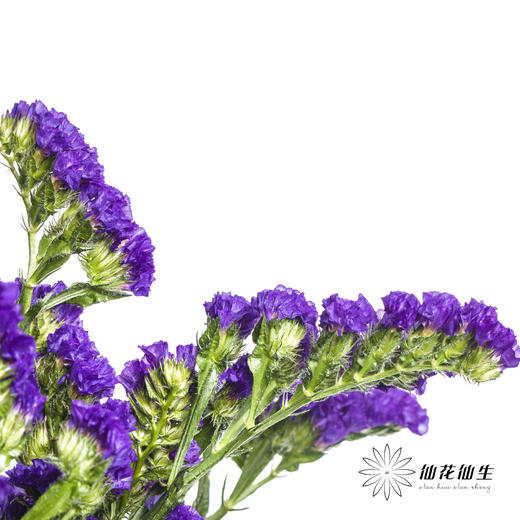 配花 | 勿忘我深紫色 商品图4