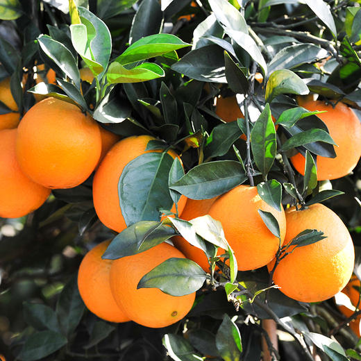 【云燕优品】泸州古蔺马蹄甜橙当季孕妇新鲜水果多肉纽荷尔脐橙现摘现