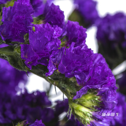 配花 | 勿忘我深紫色 商品图5