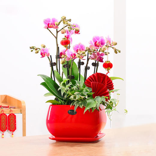 贺寿乔迁开业开张送礼居家装饰绿植植物盆栽(盆子挂饰随机) 商品图7