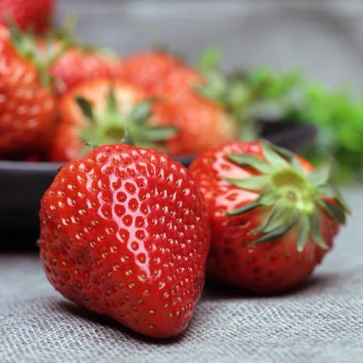 盘州刘官新鲜现摘当季草莓 3斤一筐装 商品图0