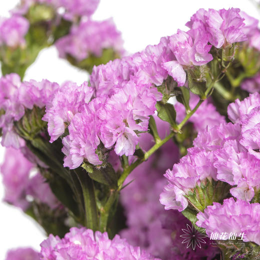 配花 | 勿忘我粉色 商品图1