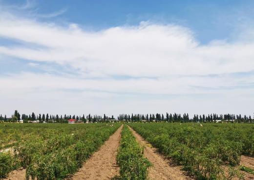 【中宁枸杞贡果•宁夏】袋装贡果枸杞250g 原产枸杞 泡茶煲汤即食 商品图2