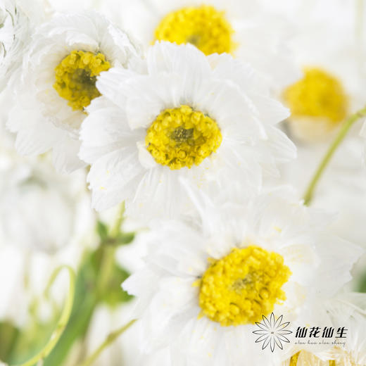 配花 | 鲁丹鸟白色 商品图1