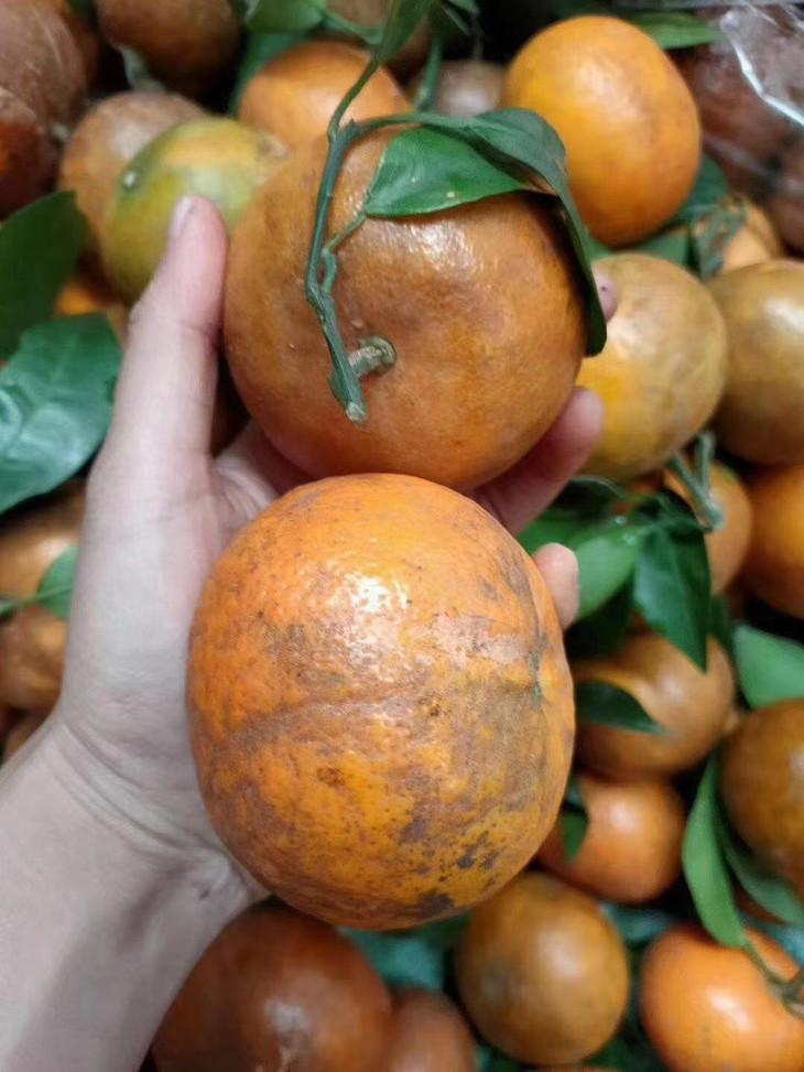 包公脸!蜜糖心!广西乌柑 下单48小时内发货!