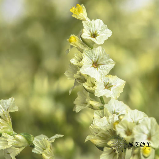 配花 | 水晶草黄色 商品图1